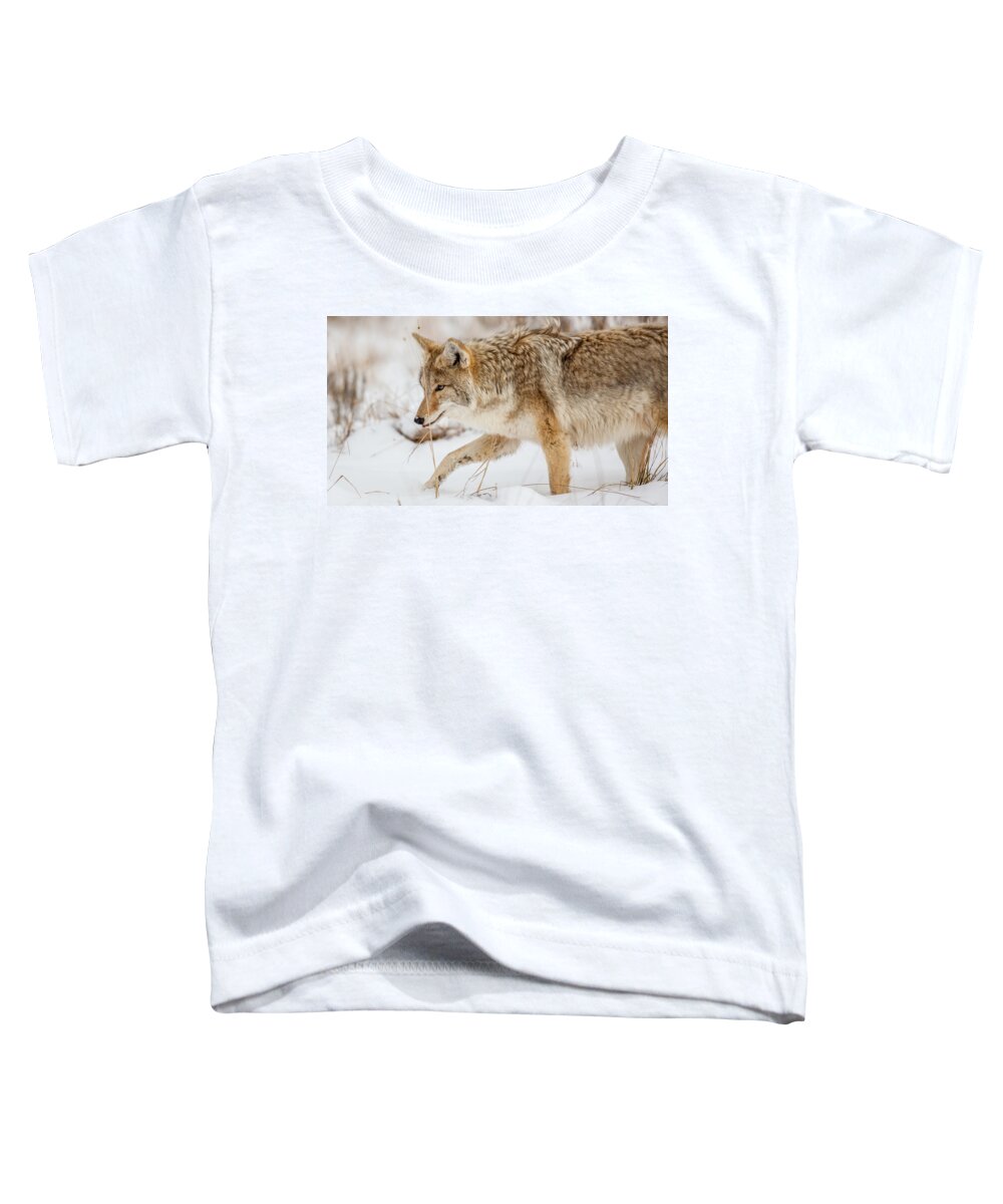 Wildlife Toddler T-Shirt featuring the photograph Coyote Nez by Kevin Dietrich