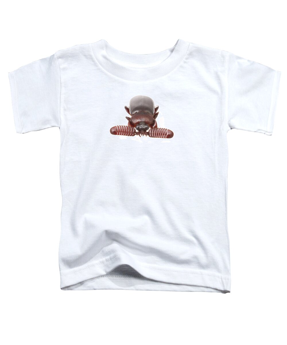 486884 Toddler T-Shirt featuring the photograph Ground Beetle in Mozambique by Piotr Naskrecki