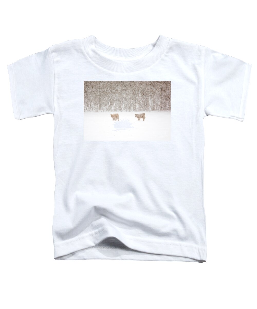 Highland Cattle Toddler T-Shirt featuring the photograph Highland Cattle in the Snow by Cheryl Baxter