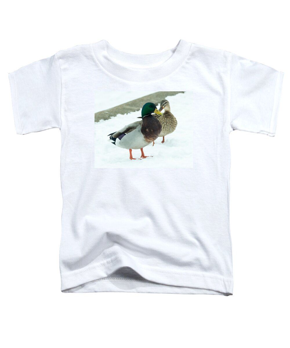 Drake Toddler T-Shirt featuring the photograph Mallards in the Snow by Holden The Moment