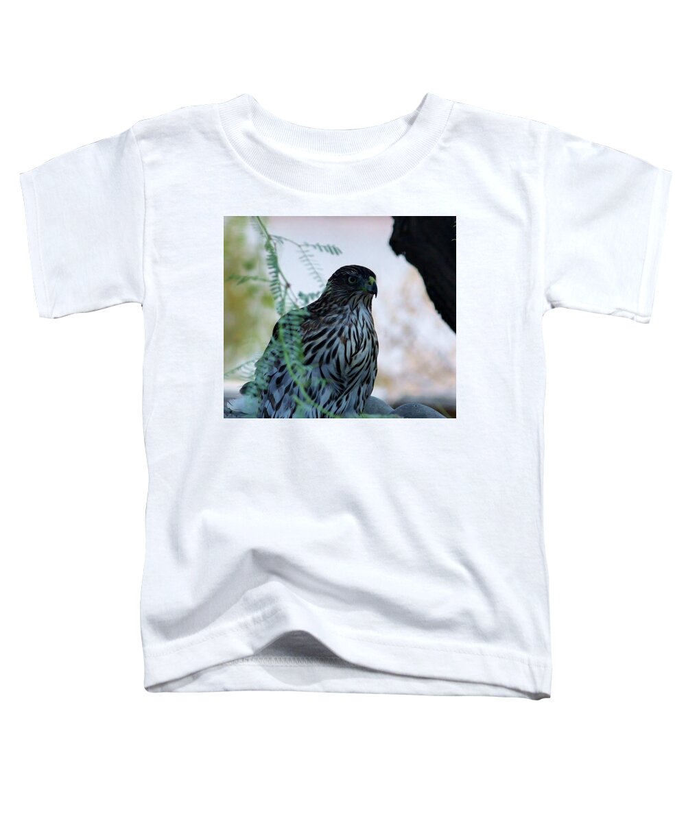 Bird Toddler T-Shirt featuring the photograph Red tailed Hawk by Marcia Breznay