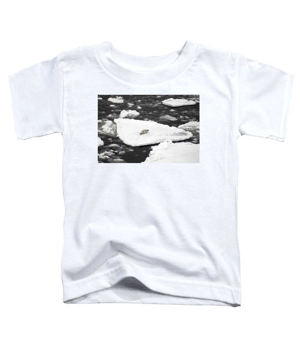 Alaska Fauna Toddler T-Shirt featuring the photograph Ribbon Seal Pup by Carleton Ray