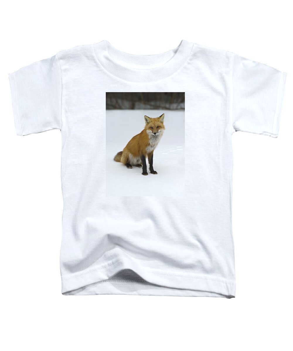 Festblues Toddler T-Shirt featuring the photograph Wild Canids... by Nina Stavlund