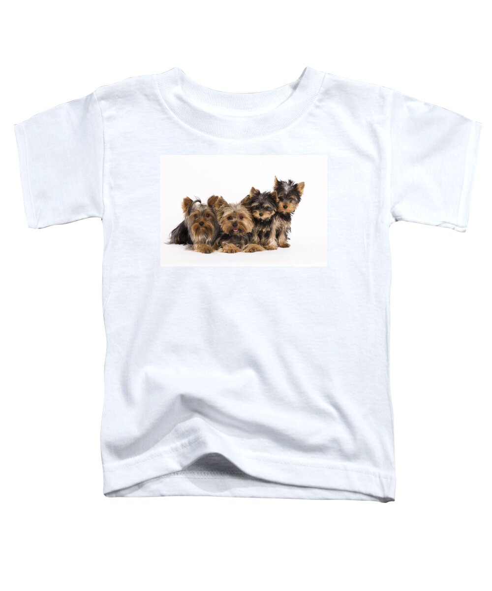 Yorkshire Terrier Toddler T-Shirt featuring the photograph Yorkshire Terriers by Jean-Michel Labat