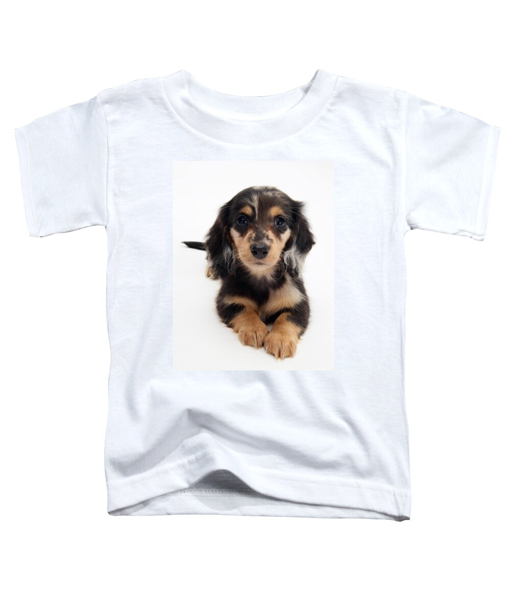 Dachshund Toddler T-Shirt featuring the photograph Dachshund Pup by Jane Burton