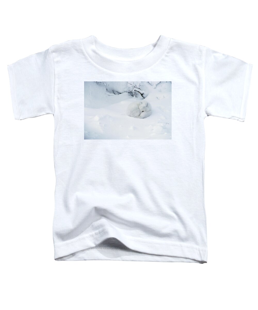 Mp Toddler T-Shirt featuring the photograph Arctic Fox Alopex Lagopus Curled by Matthias Breiter