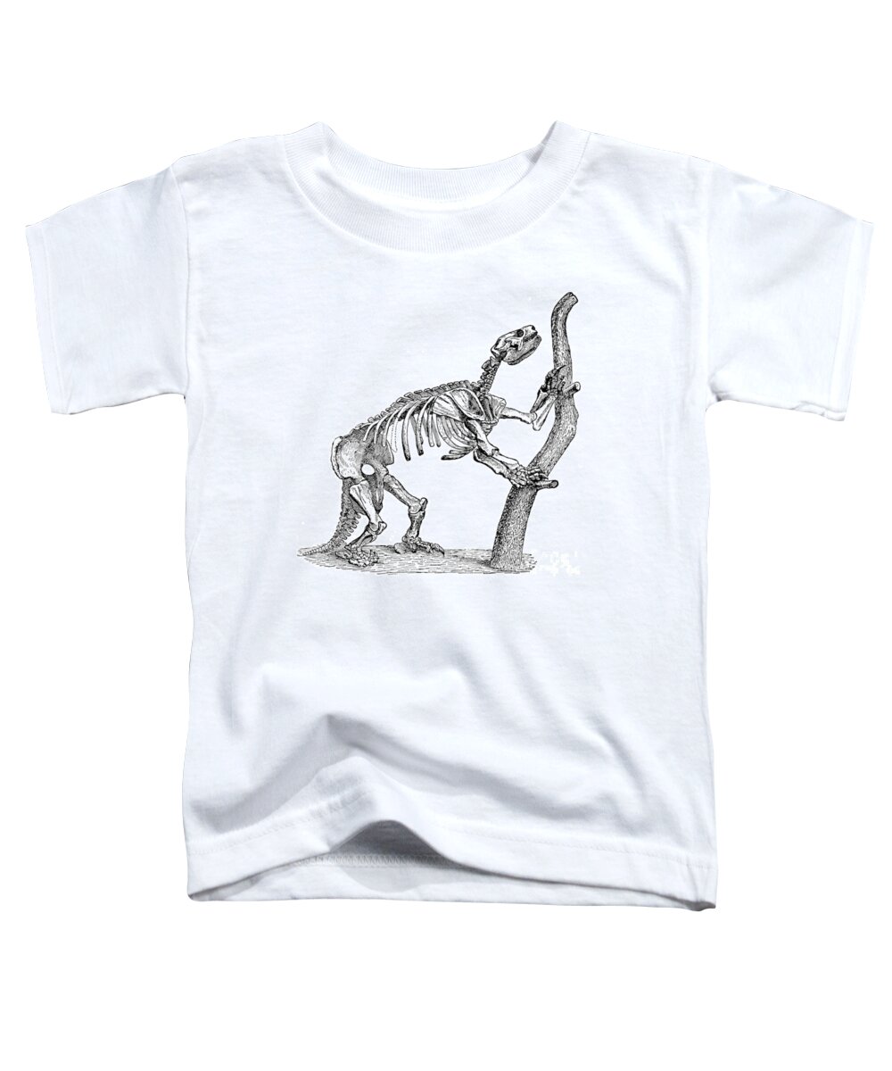 Prehistory Toddler T-Shirt featuring the photograph Mylodon, Cenozoic Mammal by Science Source