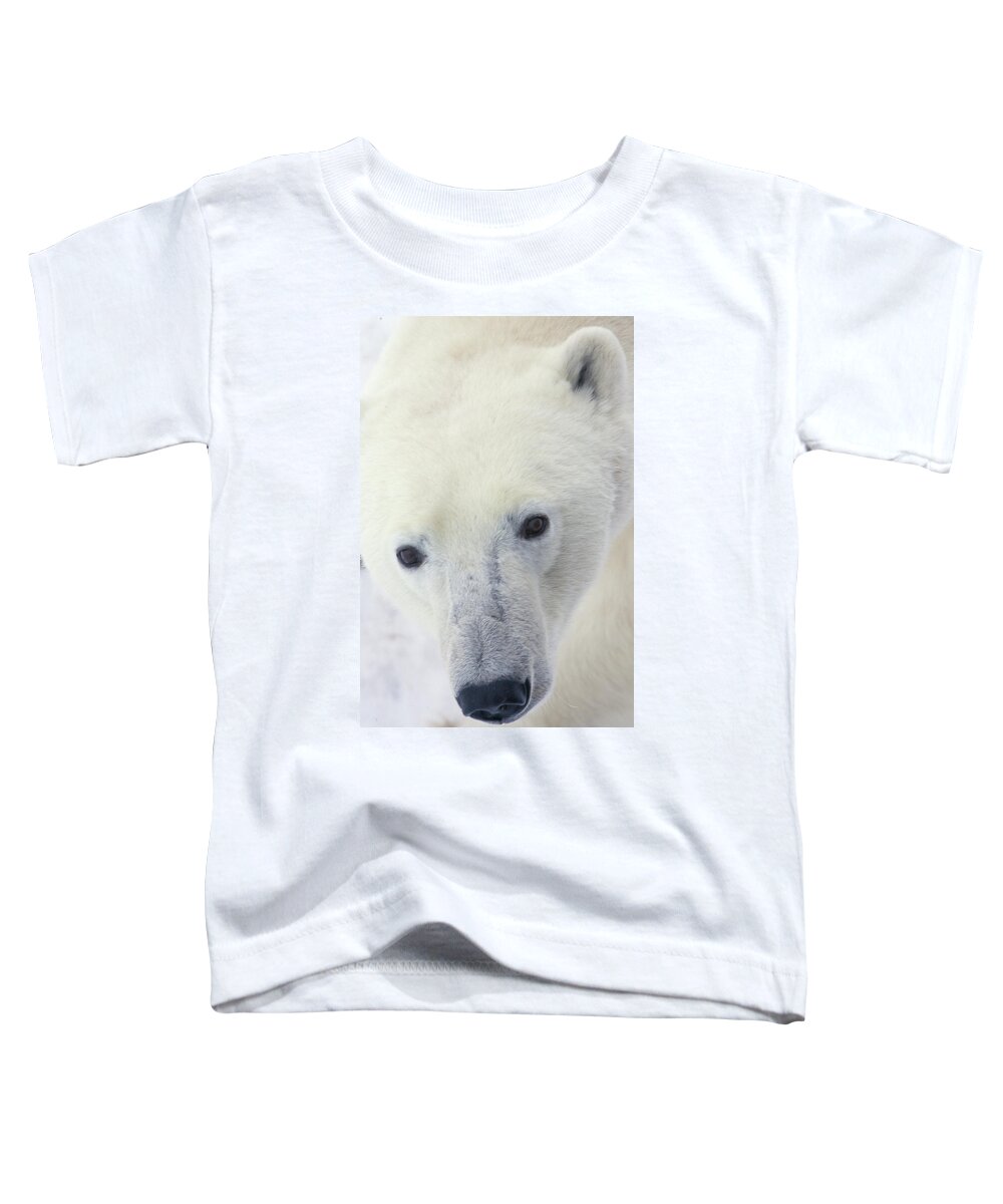 Mp Toddler T-Shirt featuring the photograph Polar Bear Ursus Maritimus Close-up by Matthias Breiter