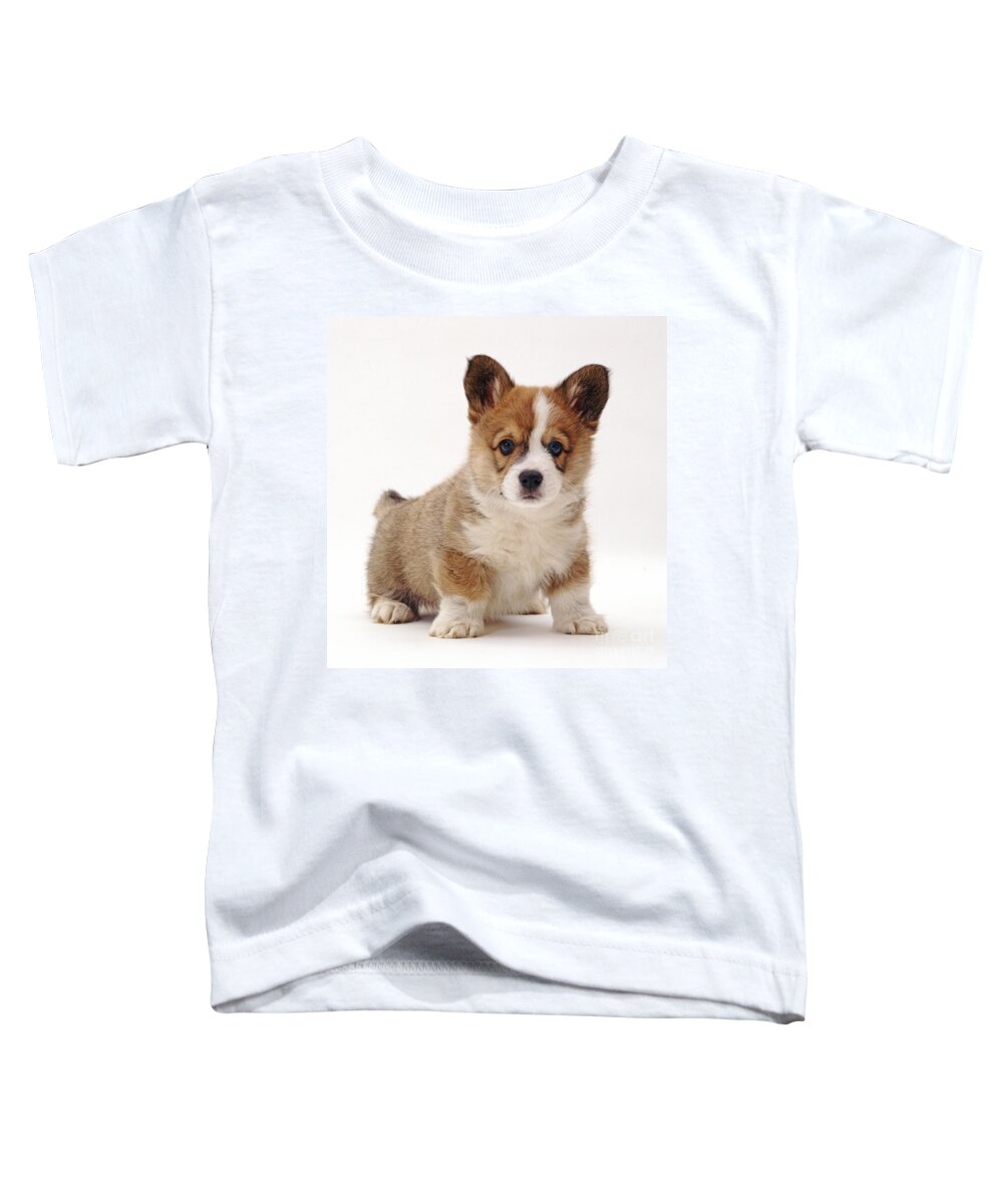 White Background Toddler T-Shirt featuring the photograph Welsh Corgi Puppy by Jane Burton