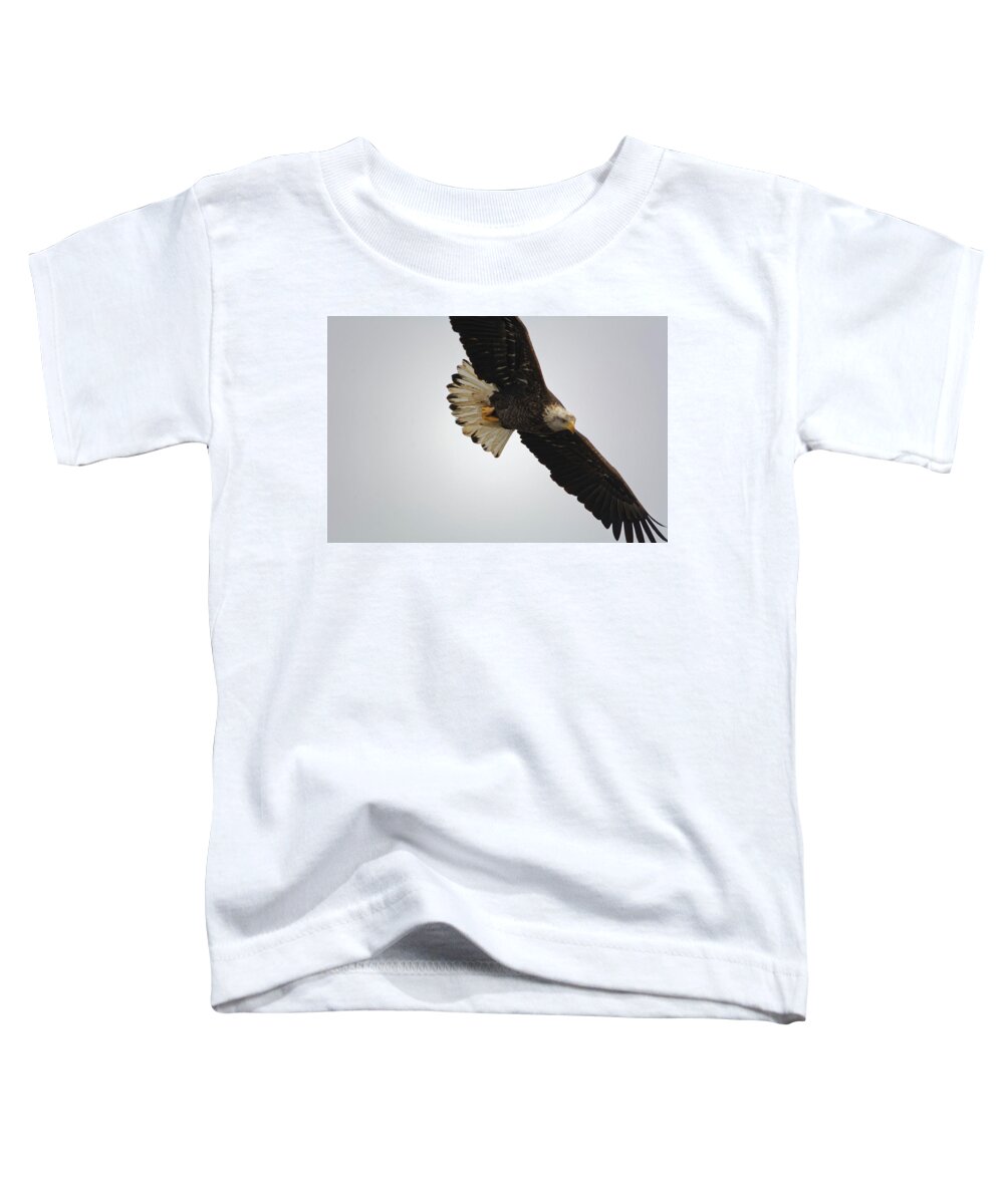 Eagle Toddler T-Shirt featuring the photograph Gliding #1 by Peter Ponzio