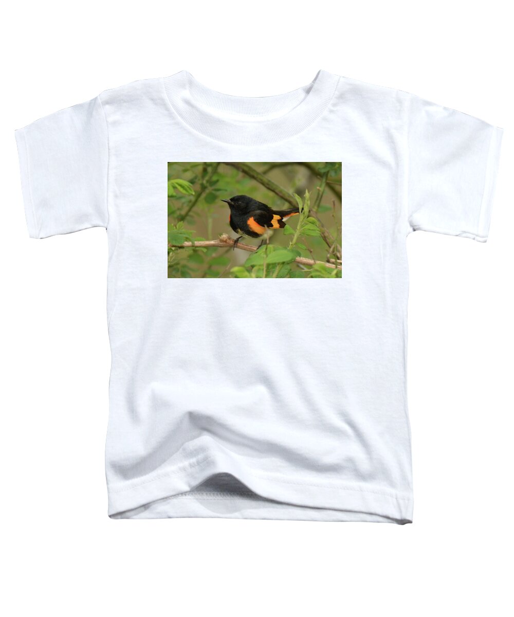 Bird Toddler T-Shirt featuring the photograph American Redstart #2 by Alan Lenk