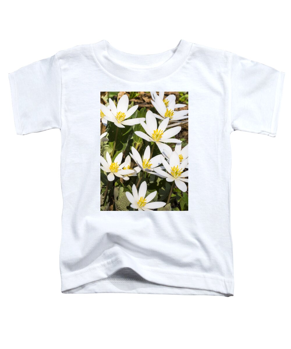 Flowers Toddler T-Shirt featuring the photograph Bloodroot flowers 2 by Steven Ralser