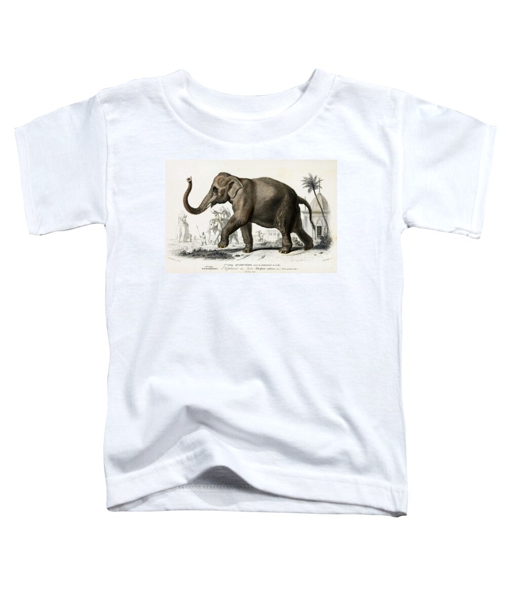 #faatoppicks Toddler T-Shirt featuring the photograph Indian Elephant, Endangered Species #3 by Biodiversity Heritage Library