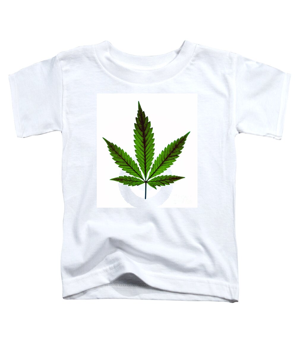 Biological Toddler T-Shirt featuring the photograph Marijuana Leaf, Cannabis Sativa #3 by Ted Kinsman