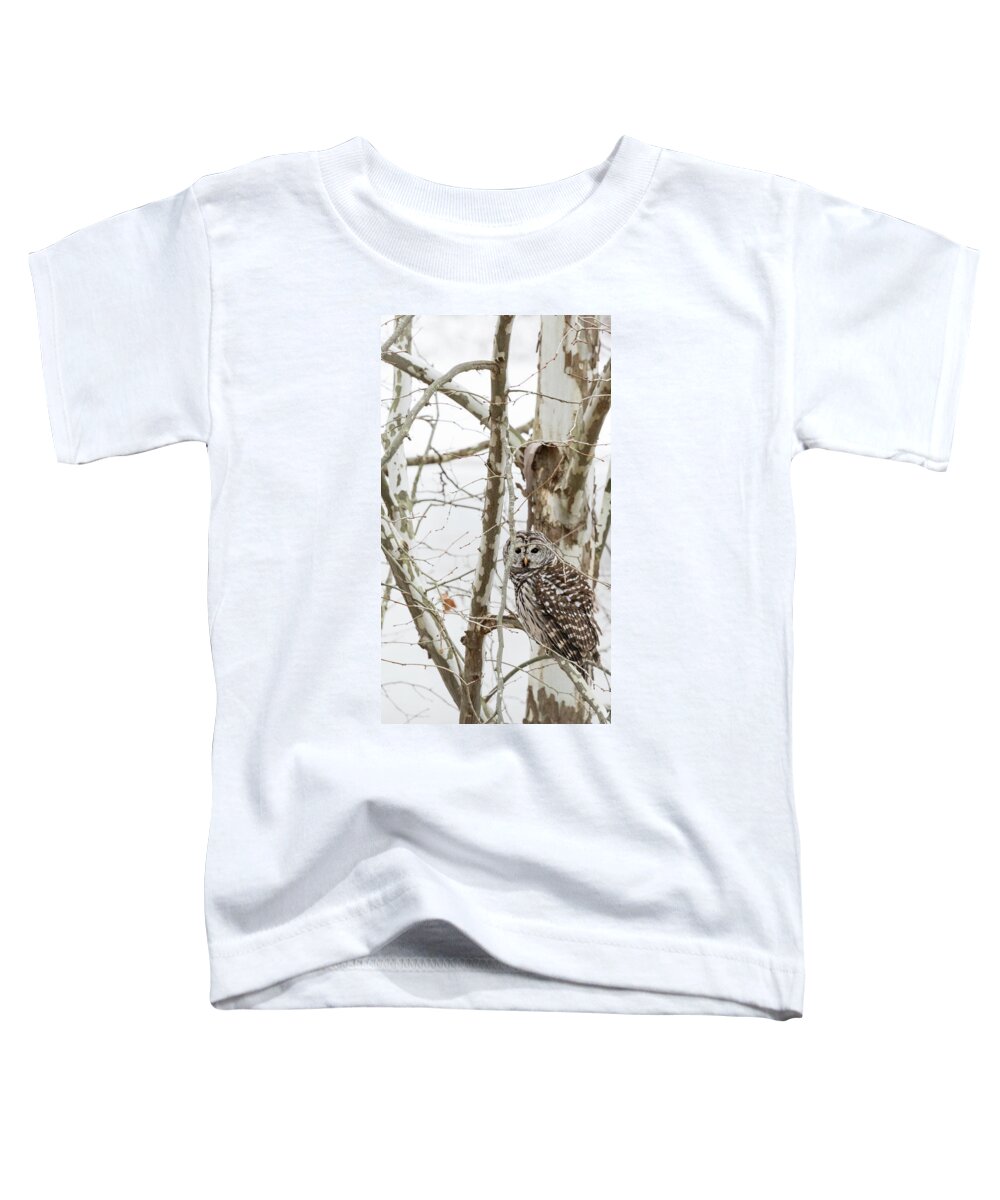 Owl Toddler T-Shirt featuring the photograph Barred Owl by Holly Ross