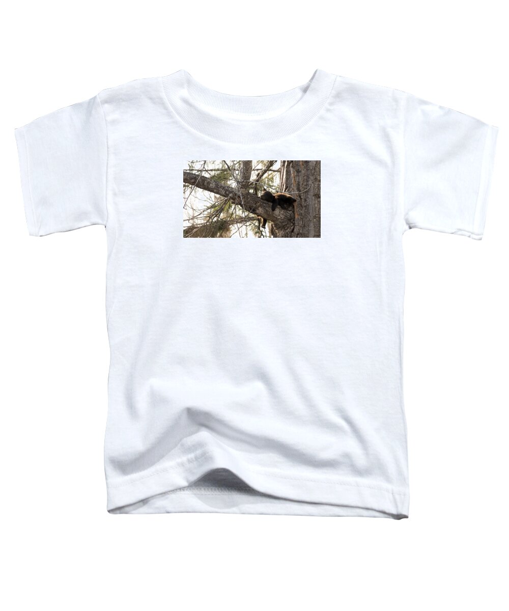 Anchorage Toddler T-Shirt featuring the photograph Bearly Hanging In There by Ian Johnson