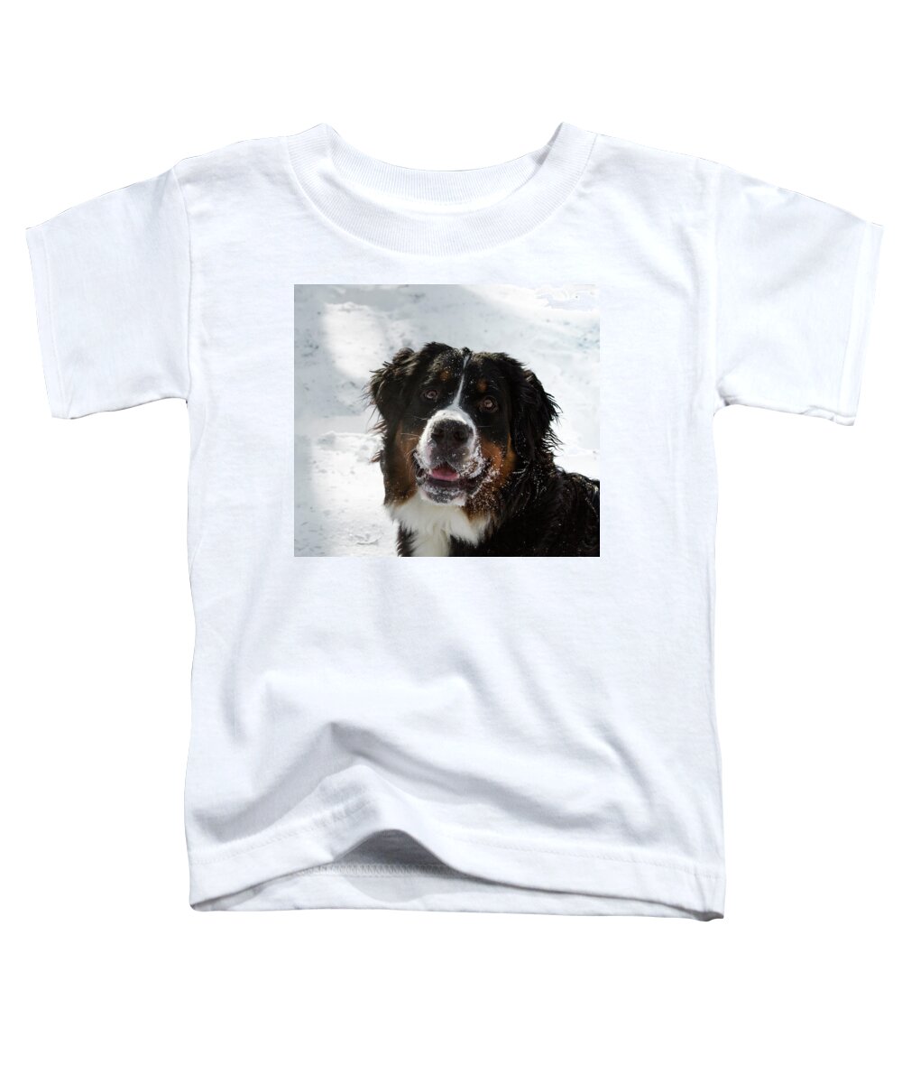 Jean Noren Toddler T-Shirt featuring the photograph Bernese Mt Dog by Jean Noren