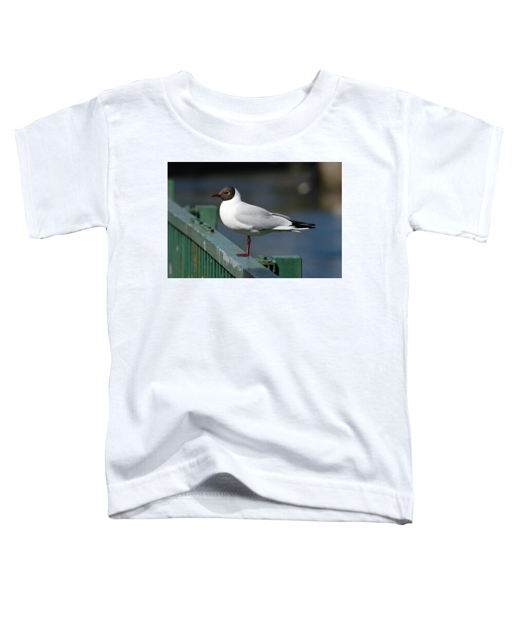 Bird Toddler T-Shirt featuring the photograph Black Headed Gull On Fence by Adrian Wale