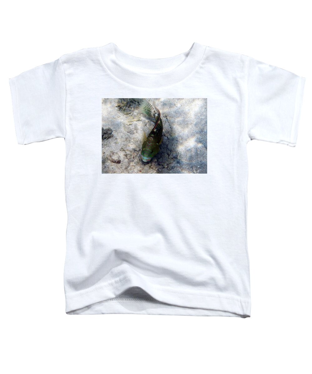 Fish Toddler T-Shirt featuring the photograph Broomtail Wrasse Makadi Bay 2 by Johanna Hurmerinta