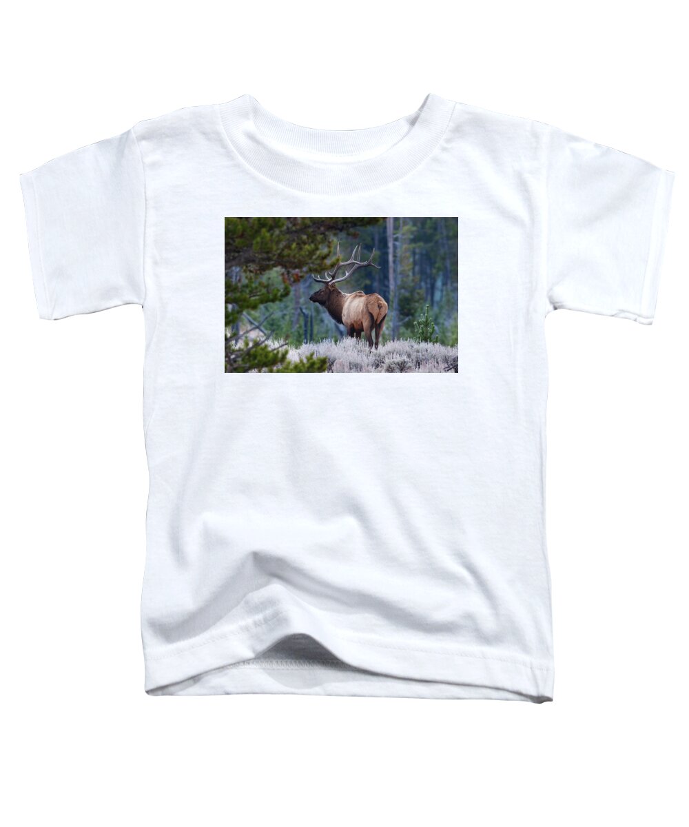 Mark Miller Photos Toddler T-Shirt featuring the photograph Bull Elk in Forest by Mark Miller