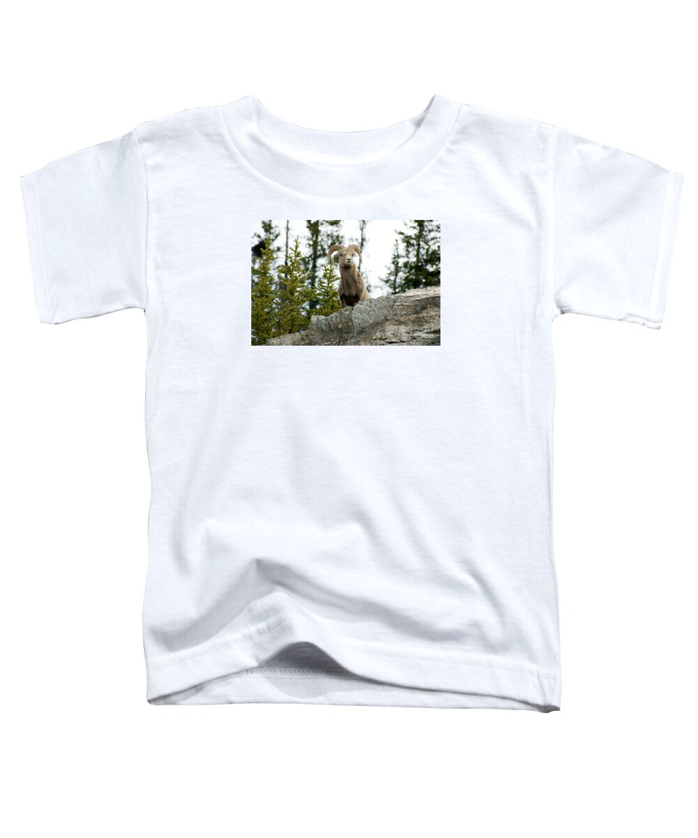 Wildlife Toddler T-Shirt featuring the photograph Canadian Bighorn sheep by David Birchall