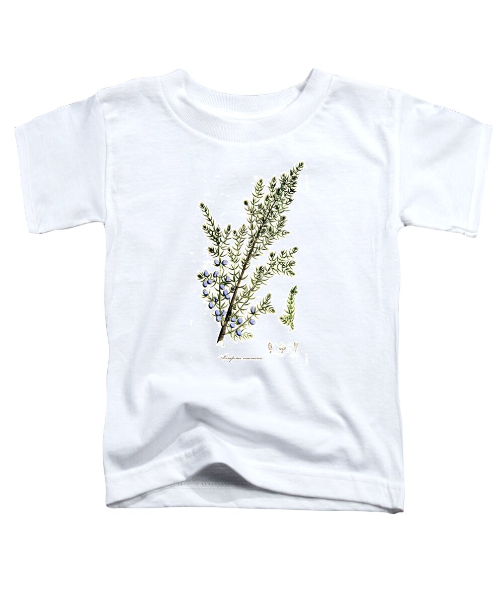Science Toddler T-Shirt featuring the photograph Common Juniper Alchemy Plant by Science Source