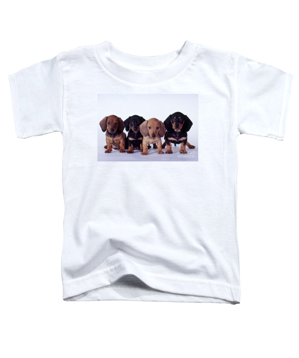 Dachshund Toddler T-Shirt featuring the photograph Dachshund Puppies by Carolyn McKeone and Photo Researchers