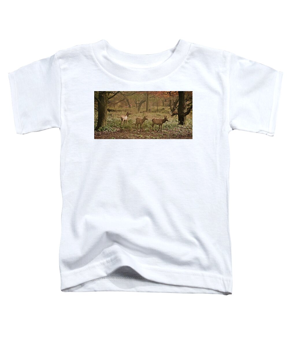Elk Toddler T-Shirt featuring the photograph Elk in The Early Morning by Michael Peychich