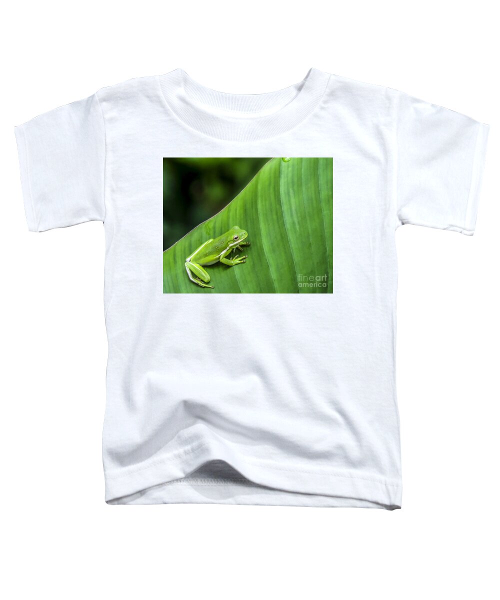 Frog Toddler T-Shirt featuring the photograph Green Tree Frog by Ken Frischkorn