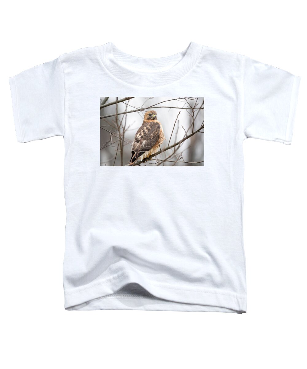 Ornithology Outside Outdoors Natural Wild Wildlife Nature Predator Boylston West W Westboylston Ma Mass Massachusetts Brian Hale Brianhalephoto Newengland New England Nicitating Membrane Blink Blinking Eye Eyelide Portrait Closeup Close Up Redtail Red-tail Red-shoulder Redshouldered Shouldered Red Tail Shoulder Hybrid Hawk Rare Toddler T-Shirt featuring the photograph Hals Nicitating Membrane by Brian Hale