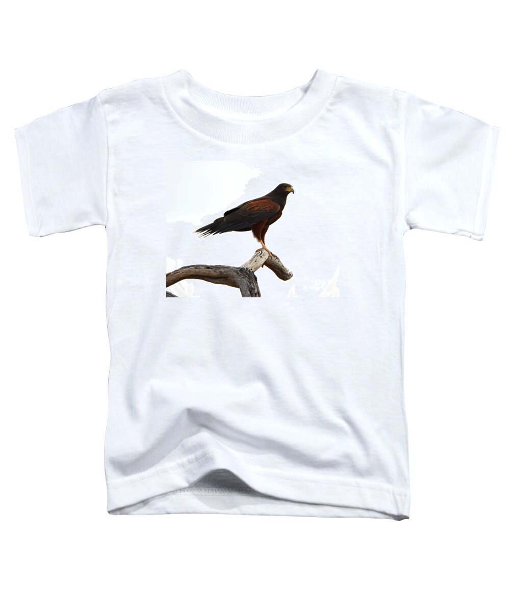 Denise Bruchman Toddler T-Shirt featuring the photograph Harris' Hawk Surveying by Denise Bruchman