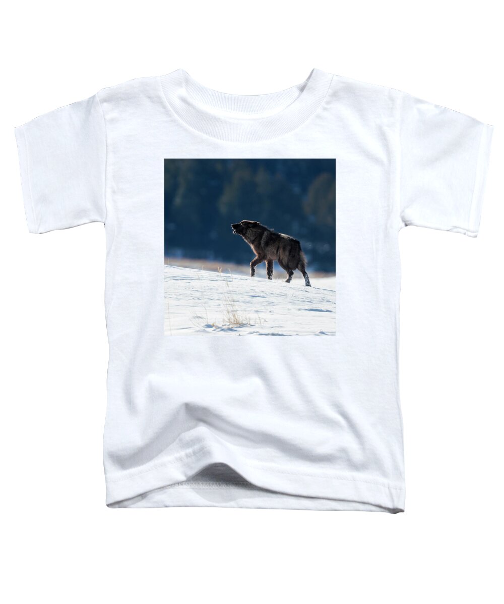 Mark Miller Photos Toddler T-Shirt featuring the photograph Howling Black Yearling Wolf by Mark Miller