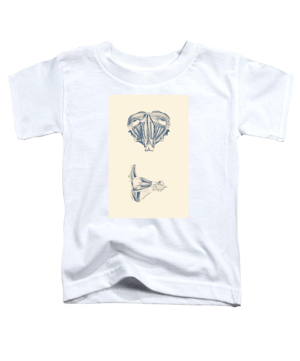 Eye Anatomy Toddler T-Shirt featuring the drawing Human Eye Anatomy - Dual-View by Vintage Anatomy Prints