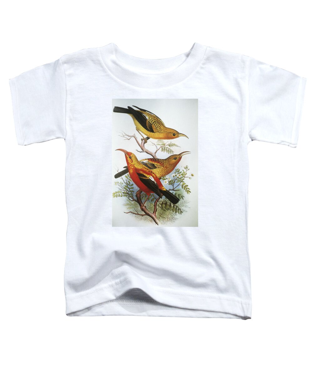 1893 Toddler T-Shirt featuring the painting IIwi by Hawaiian Legacy Archive - Printscapes
