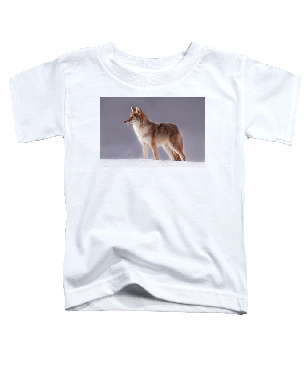 Mark Miller Photos Toddler T-Shirt featuring the photograph Lakeside Coyote by Mark Miller
