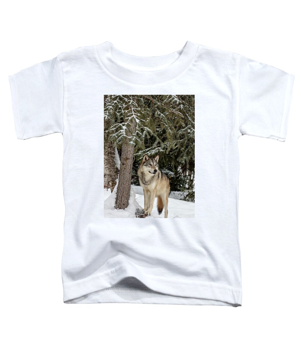 Majestic Wolf Toddler T-Shirt featuring the photograph Majestic Wolf by Wes and Dotty Weber