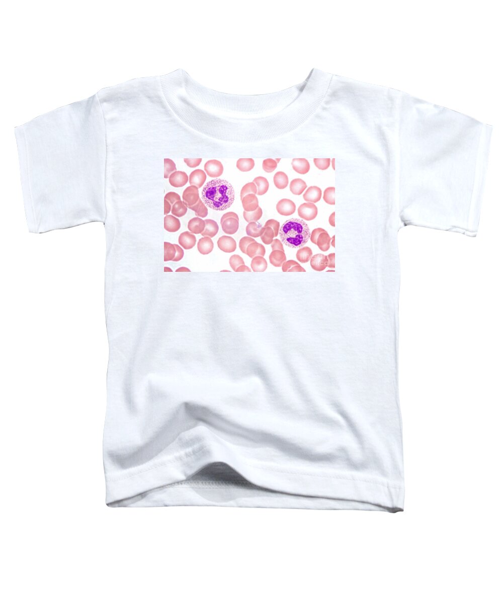 Neutrophil Polymorphs Toddler T-Shirt featuring the photograph Neutrophils In Peripheral Blood Smear by M. I. Walker