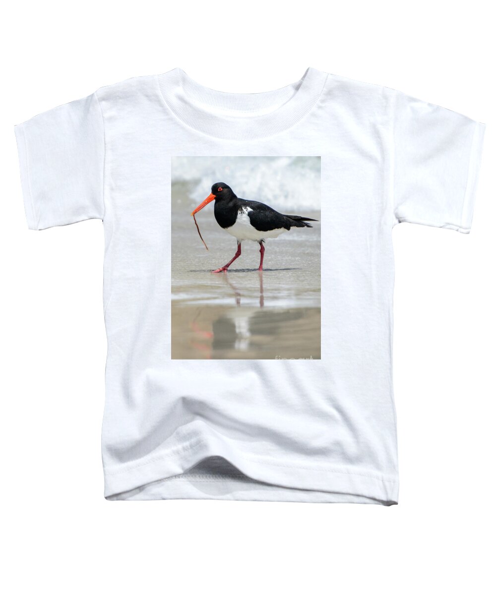 National Park Toddler T-Shirt featuring the photograph Oystercatcher 03 by Werner Padarin