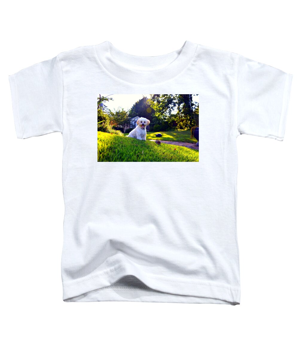 Sitting Pretty Shih-poo Toddler T-Shirt featuring the photograph Sitting Pretty Shih-Poo by Lisa Wooten
