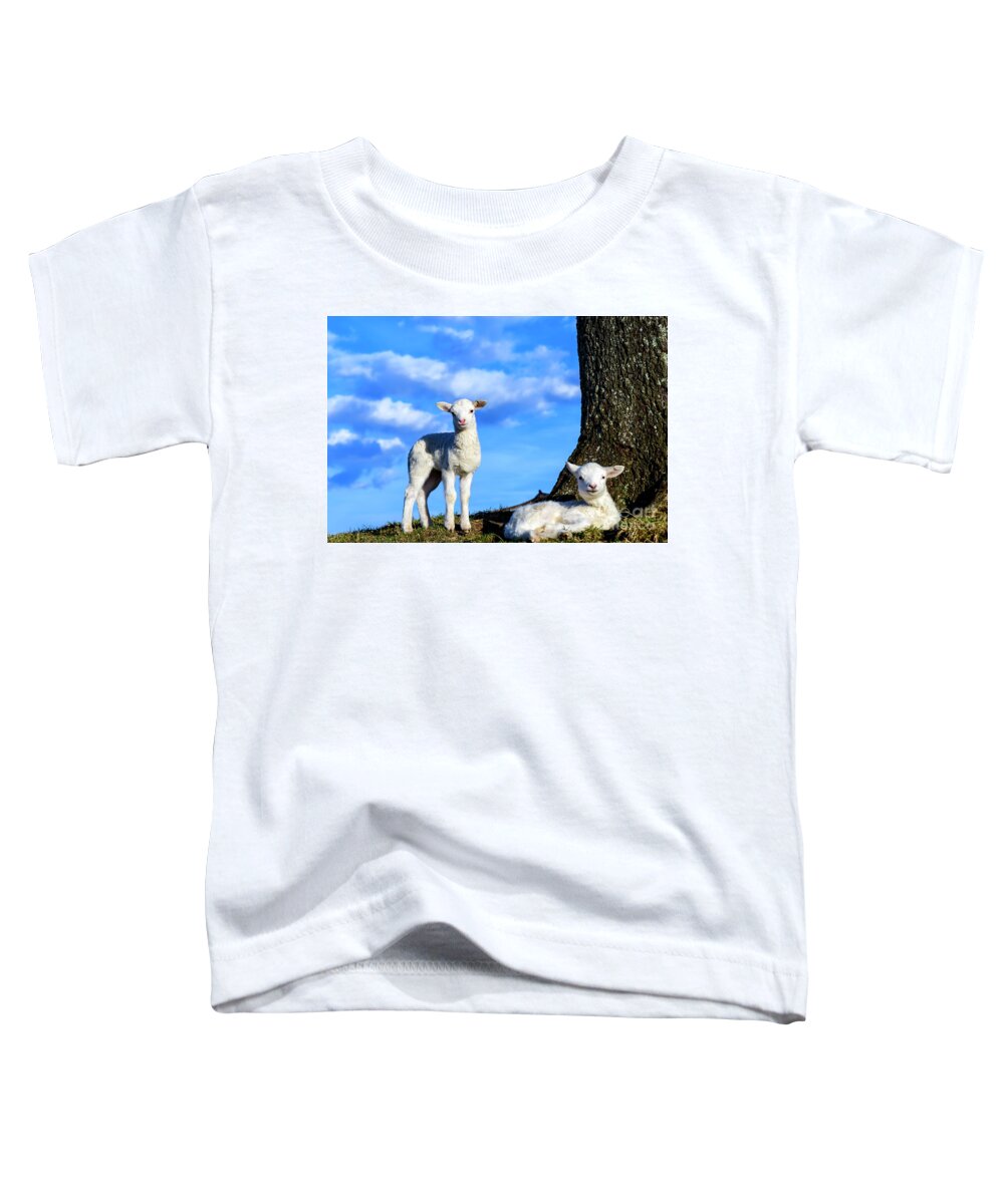 Lamb Toddler T-Shirt featuring the photograph Spring Lambs Evening Light by Thomas R Fletcher