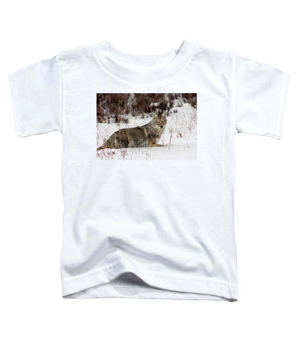 Coyote Toddler T-Shirt featuring the photograph Treking along by Ronnie And Frances Howard