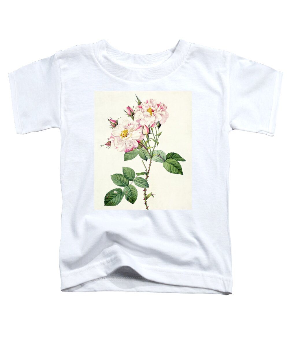 Rosa Toddler T-Shirt featuring the drawing York and Lancaster Rose by Pierre Joseph Redoute