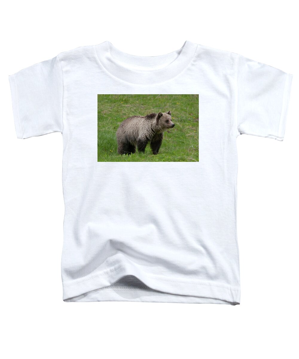 Grizzly Toddler T-Shirt featuring the photograph Young Grizzly by Mark Miller
