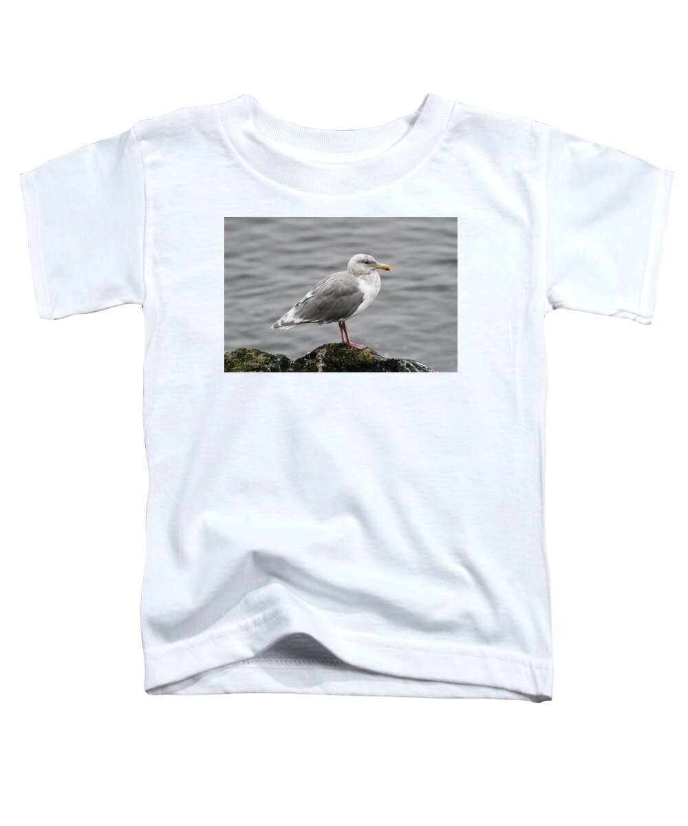 Young Herring Gull On A Rock Toddler T-Shirt featuring the photograph Young Herring Gull On A Rock by Tom Janca