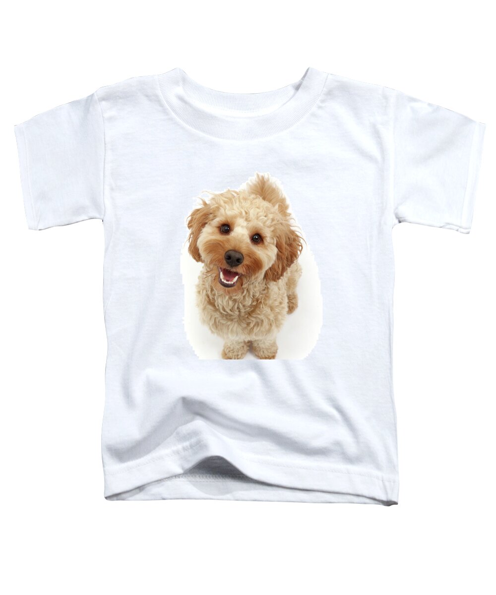 Cockapoo Toddler T-Shirt featuring the photograph Cheerful Cavapoo by Warren Photographic