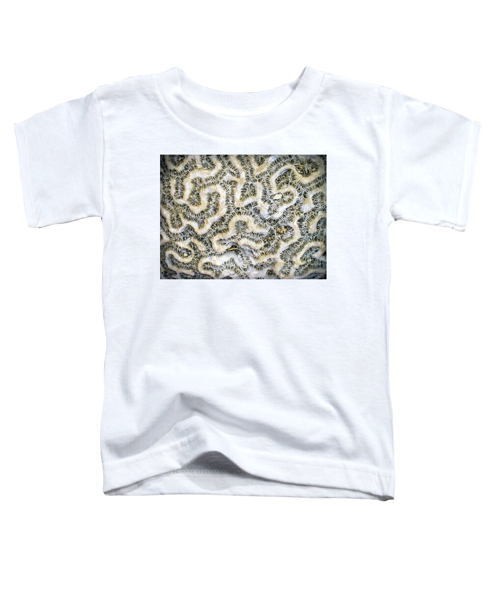 Coral Toddler T-Shirt featuring the photograph Fossilized Brain Coral by Pheasant Run Gallery