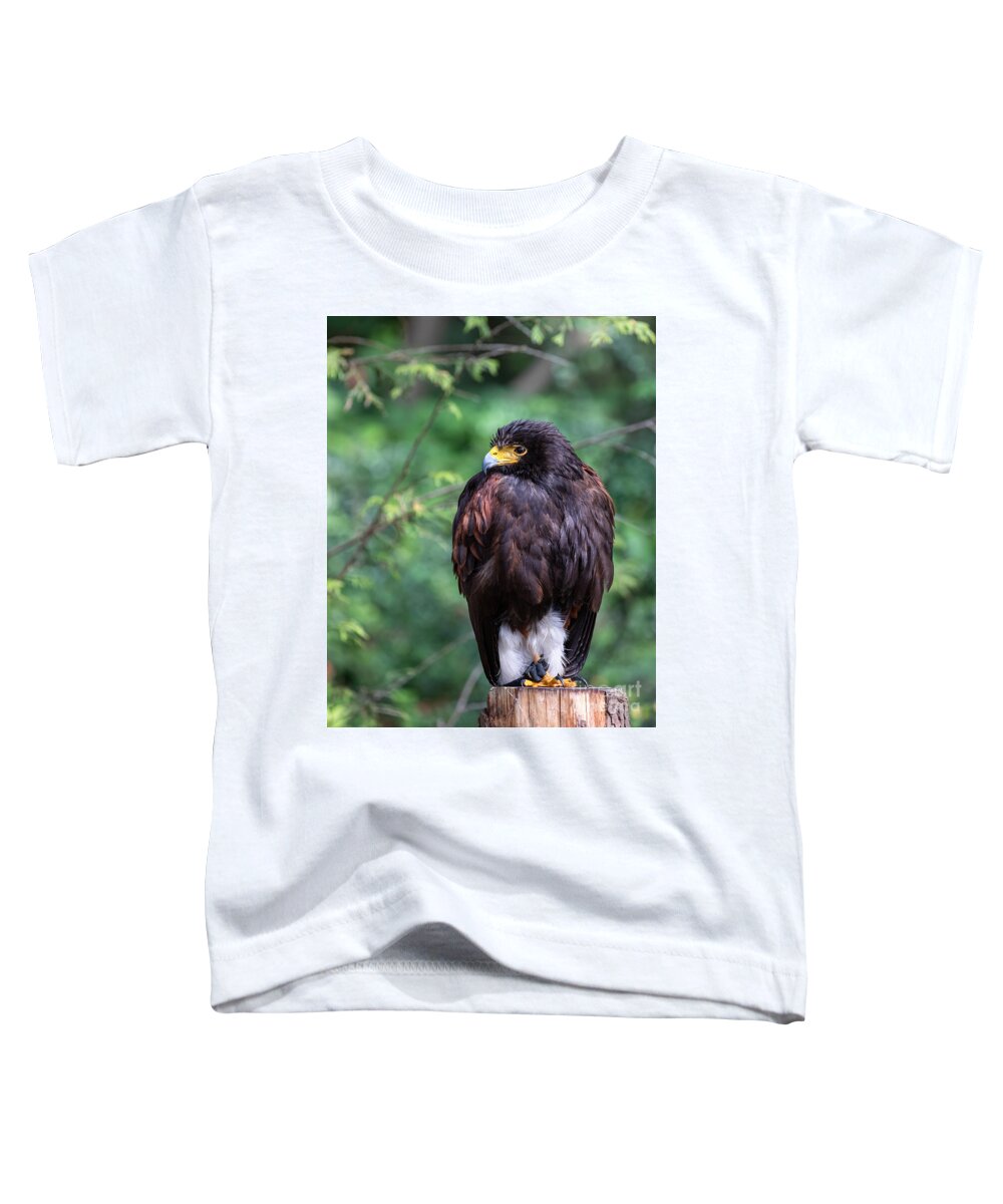 Photography Toddler T-Shirt featuring the photograph Harris's Hawk by Alma Danison
