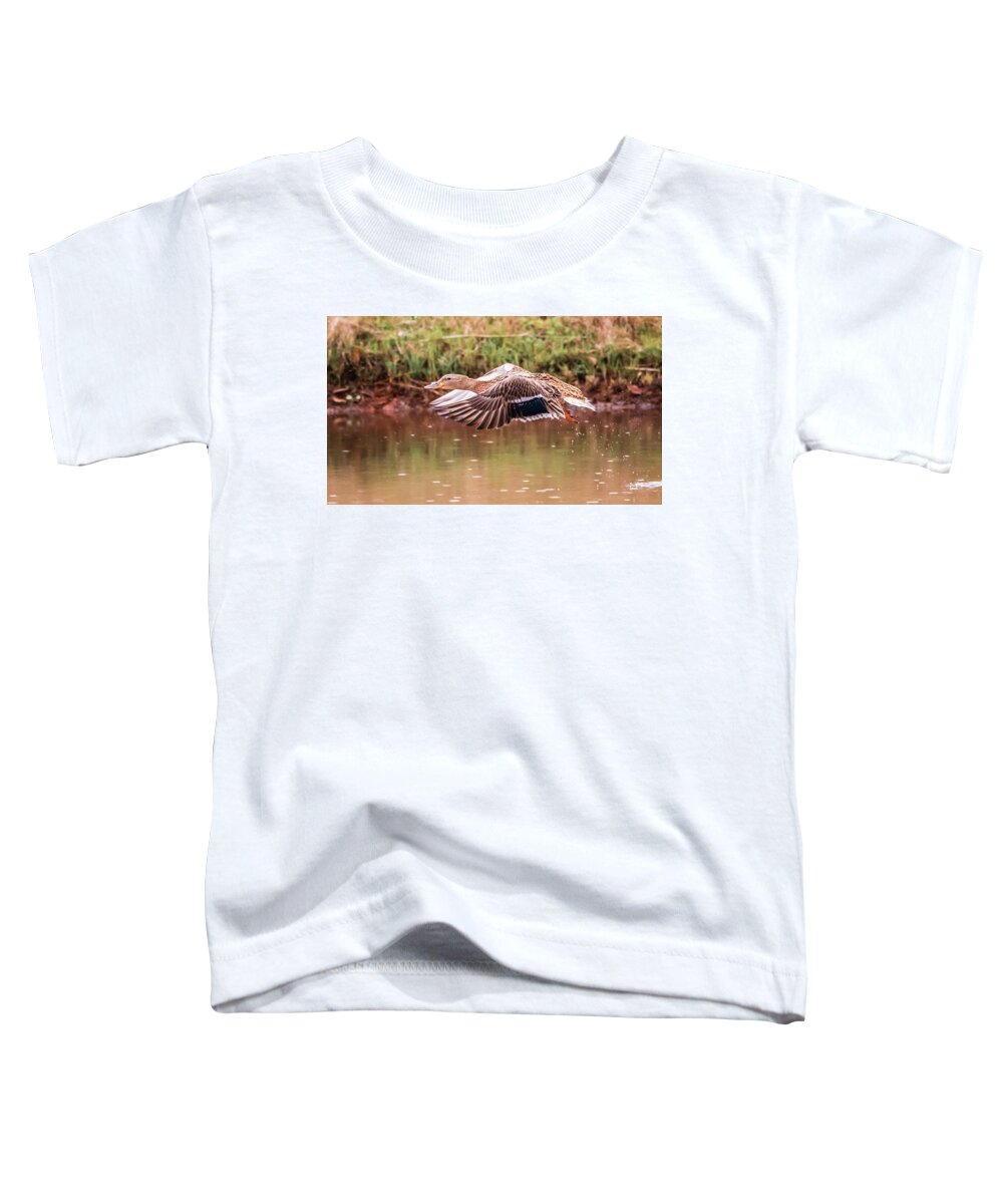 Birds Toddler T-Shirt featuring the photograph Mallard Hen by Ray Silva