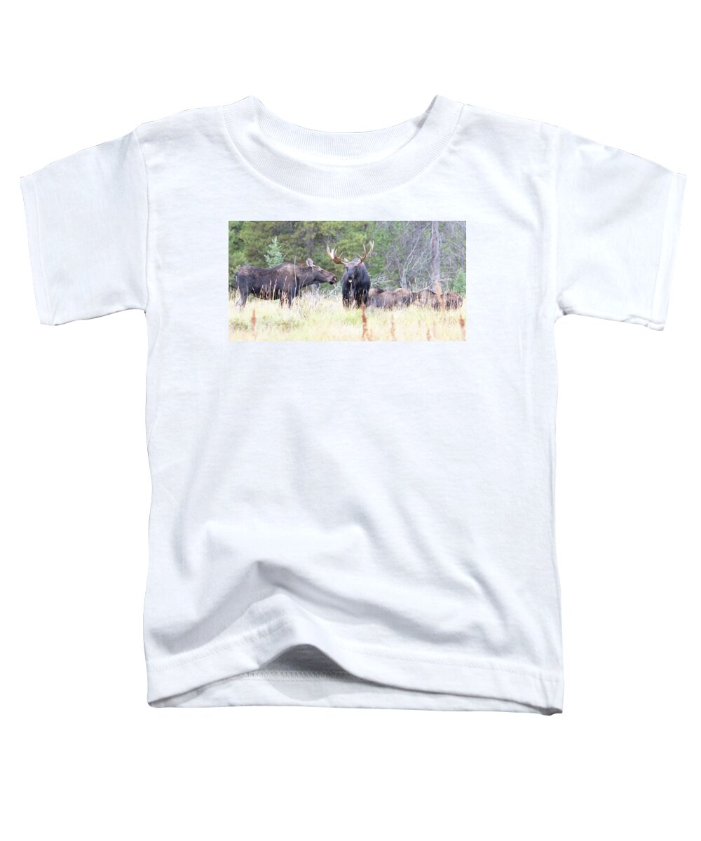 Moose Toddler T-Shirt featuring the photograph Moose Herd by Mark Joseph