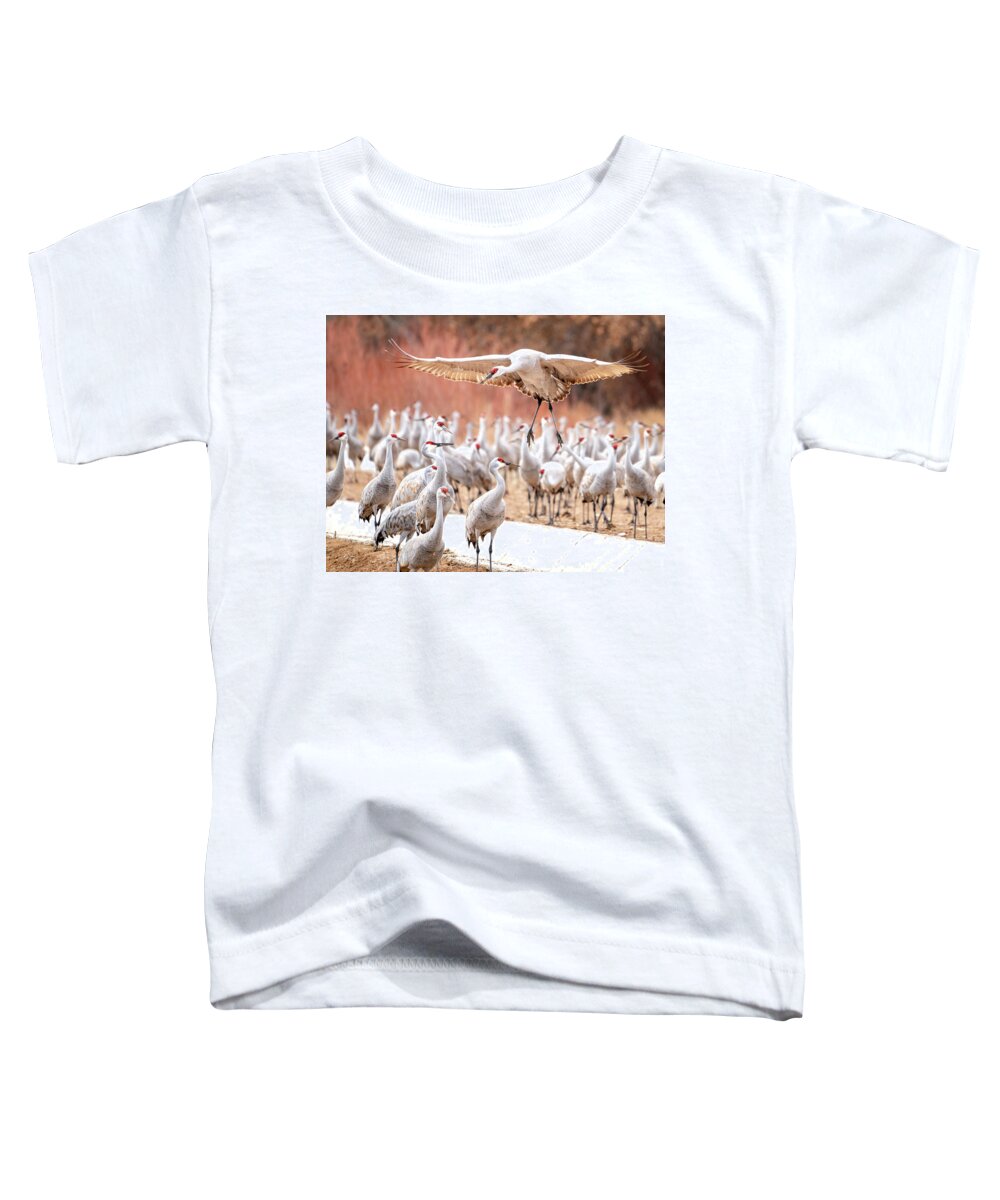 Sandhill Cranes Toddler T-Shirt featuring the photograph Ready or not, here I come -- Sandhill Cranes by Judi Dressler